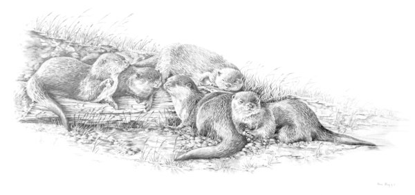 Short clawed otter